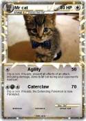 Mr cat
