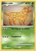 mélon collie