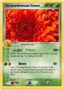 Chrysanthemum