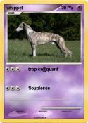 whippet
