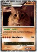 Kitten