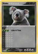 Koala