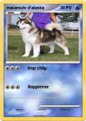 malamute d'alas