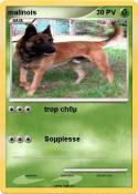 malinois