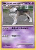 loup canadien