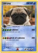 cute pug