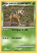 berger malinois