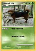 chow-lab mix