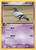 Pigeon