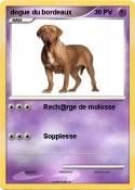 dogue du bordea
