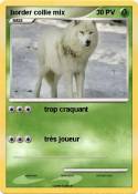 border collie