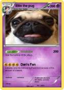 Ellie the pug
