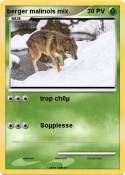 berger malinois