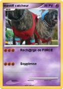 mastiff catcheu