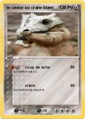 le castor au