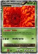 red chrisanthim