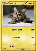 baby cat