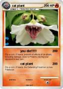 cat plant