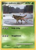 berger malinois