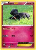 Puppy