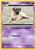 mastiff