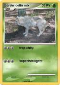 border collie