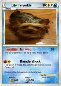 Lily the yorkie
