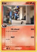 A rat