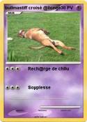 bullmastiff