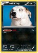 Stalker dog