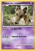 whippet mix (
