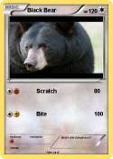 Black Bear