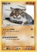 angry cat