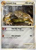 Goliath frog
