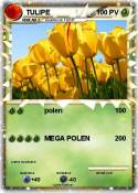 TULIPE