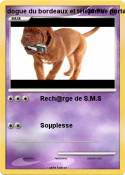 dogue du bordea