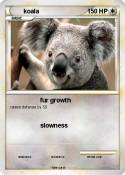 koala