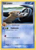 Cute puppy