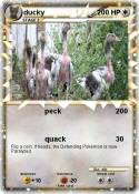 ducky