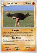 Ostrich Cat