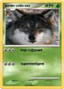 border collie