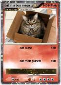 cat in a box