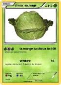 choux sauvage