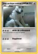 loup arctique