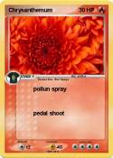Chrysanthemum