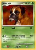 boxer