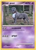 pit-bull grand