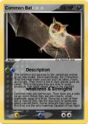 Common Bat
