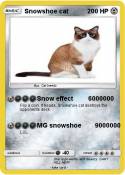 Snowshoe cat