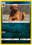 doggychu